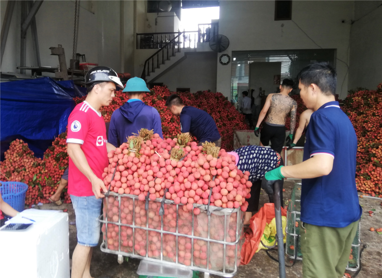 Bắc Giang: tiêu thụ vải thiều gắn với quảng bá thương hiệu (15/7/2023)